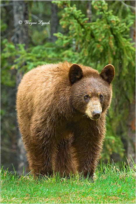 Cinnamon-coloured American Black Bear 116 by Dr. Wayne Lynch &copy;
